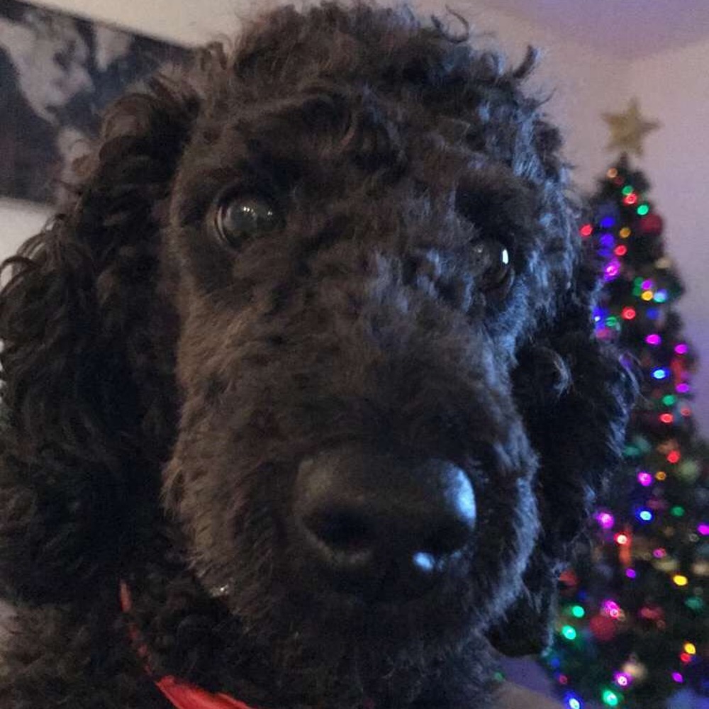 Meet your Posher, Alicia